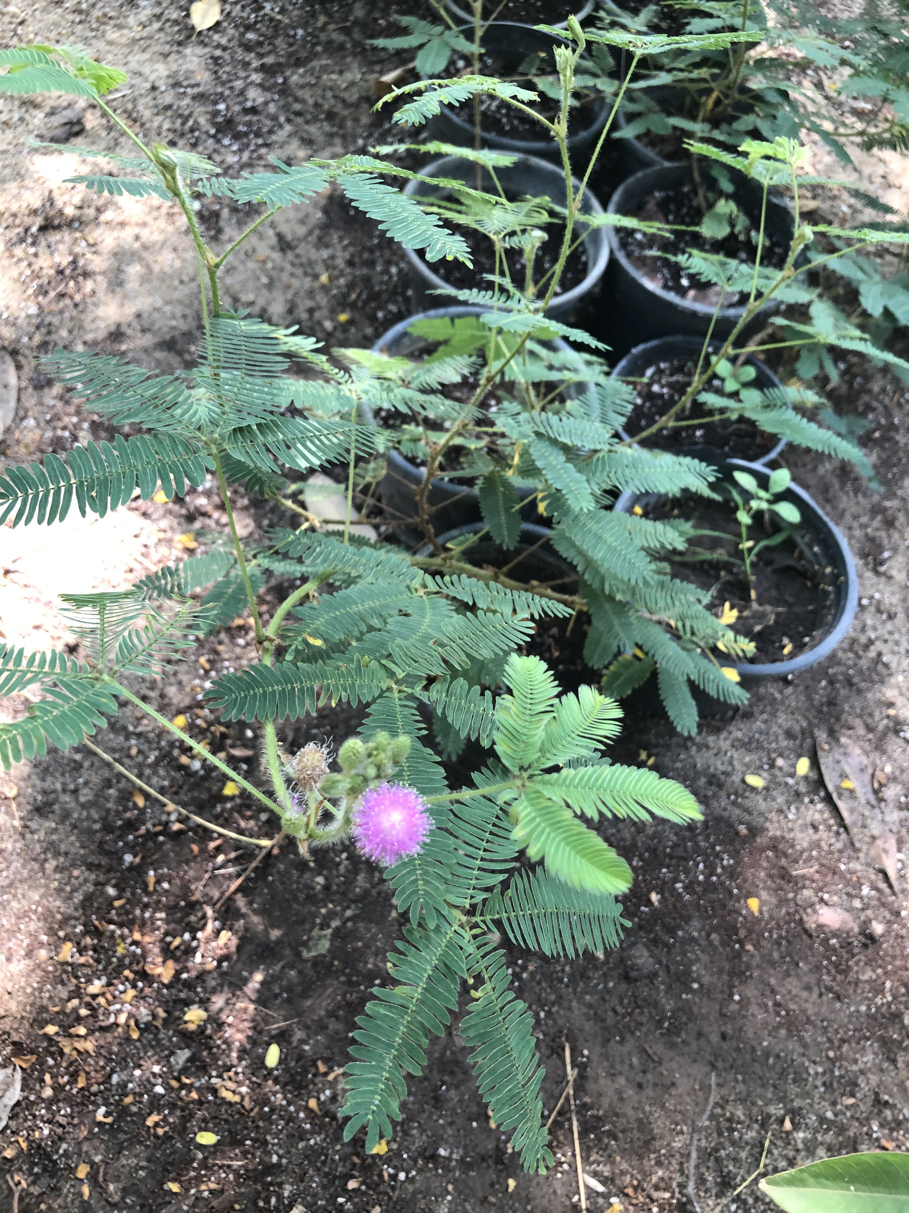 Mimosa pudica